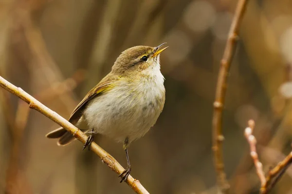 Common Chiffchaff Phylloscopus Collybita Perched Forest Singing Spring — Stock Photo, Image