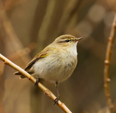 Yaygın şifaff (Phylloscopus collybita) baharda ormanda bir söğüt dalına tünemiştir..