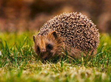 Avrupa kirpisi (Erinaceus europaeus) baharda bahçede beslenir.