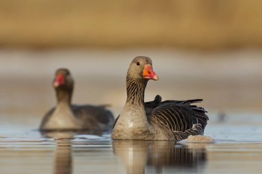 Greylag kaz veya graylag kaz (Anser anser) çifti baharda nehirde yüzüyor.