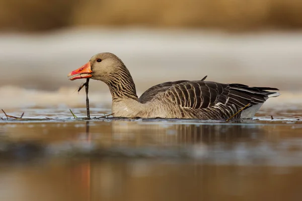 Greylag Goose Graylag Goose Anser Anser Swimming River Feeding Spring — Stock Photo, Image