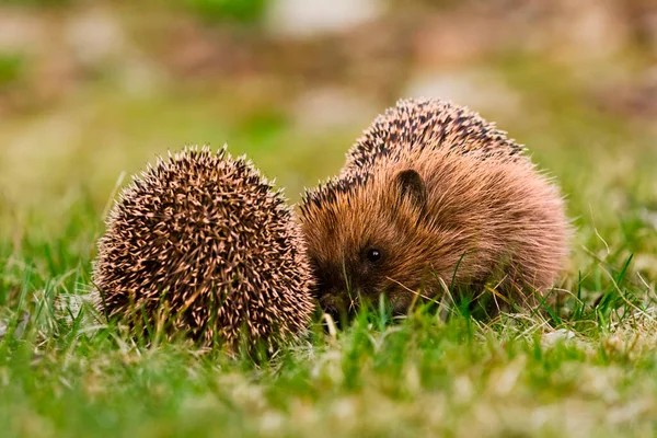 European Hedgehogs Erinaceus Europaeus Fighting Garden Spring — Stock Photo, Image
