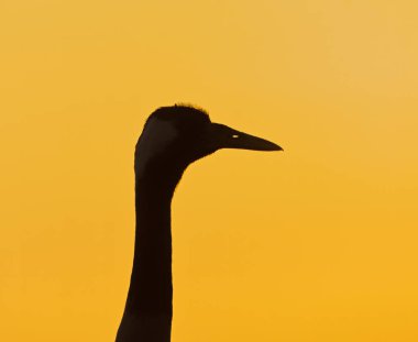 Yaygın vinç (Grus grus) silueti ilkbaharda gün batımında yakın çekim.
