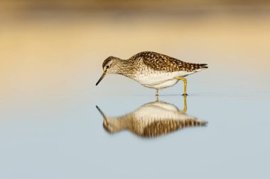 Çulluk (Tringa glareola) ve bahar aylarında sulak alanlarda yansıması beslenen.