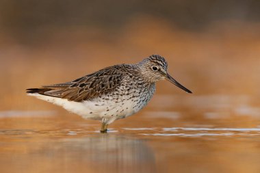 Bahar mevsiminde sulak alanlarda suda duran yaygın yeşil bant (tringa nebularia).