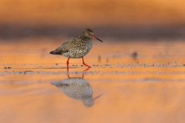 İlkbaharda sulak alanlarda yiyecek arayan yaygın redshank veya redshank (Tringa totanus).