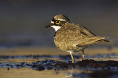 İlkbaharda sulak alanlarda yiyecek arayan küçük çıngıraklı yılan (Charadrius dubius).