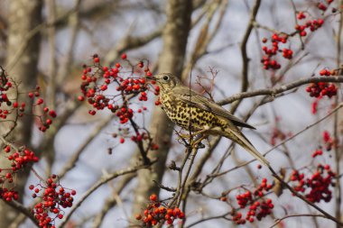 Sonbaharda bir rowan ağacında oturan Mistle ardıç kuşu (Turdus viscivorus).