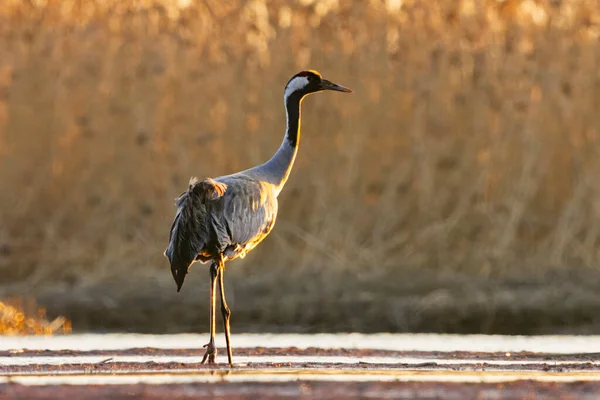Common Crane Grus Grus Wetlands Spring — Stock Photo, Image
