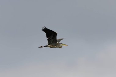 Gri balıkçıl (Ardea cinerea) sonbaharda gökyüzünde uçar.