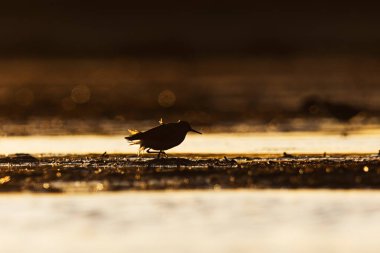 İlkbaharda günbatımında sulak alanlarda beslenen siluet (Tringa glareola).