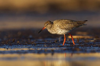 Bataklıklarda yiyecek arayan yaygın redshank (Tringa totanus).