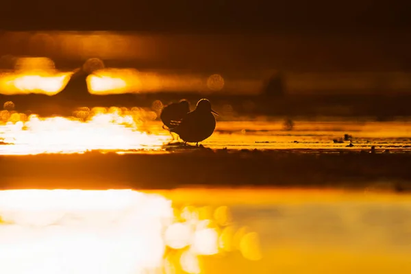 Ξύλινοι Αμμόλοφοι Tringa Glareola Σιλουέτα Που Τρέφονται Στους Υγρότοπους Ηλιοβασίλεμα — Φωτογραφία Αρχείου