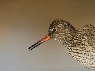  Yaygın Redshank veya Redshank (Tringa totanus) baharda yakın çekim.