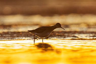 İlkbaharda günbatımında sulak alanlarda beslenen siluet (Tringa glareola).