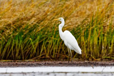 Sonbaharda sulak alanlarda duran büyük balıkçıl (Ardea alba).
