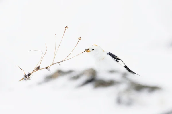 早春の雪の中で野生の植物の種子に餌を与える雪の糞 Plectrophenax Nivalis — ストック写真