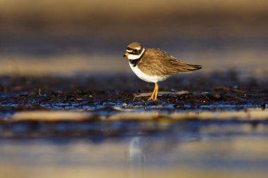 Bahar mevsiminde sulak alanlarda yaygın halkalı yağmurluk (Charadrius hiaticula).