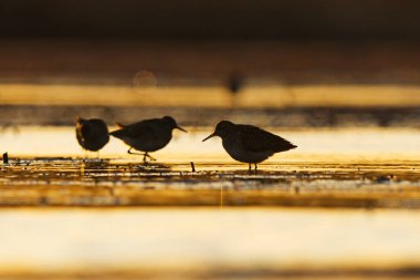 İlkbaharda günbatımında sulak alanlarda beslenen orman çullukları (Tringa glareola) silueti.
