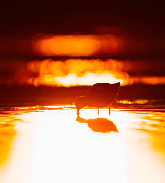 Wood Sandpiper Tringa Glareola Silhouette Feeding Wetlands Sunset Spring — Stock Photo, Image