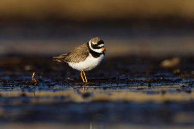 Bahar mevsiminde sulak alanlarda yaygın halkalı yağmurluk (Charadrius hiaticula).