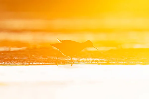 Ψαμμίτης Ξύλου Tringa Glareola Σιλουέτα Που Τρέφεται Στους Υγρότοπους Ηλιοβασίλεμα — Φωτογραφία Αρχείου