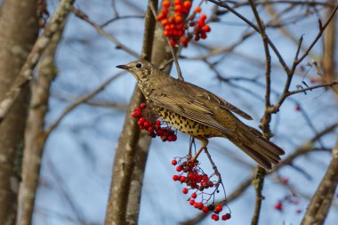 Sonbaharda bir rowan ağacında oturan Mistle ardıç kuşu (Turdus viscivorus).