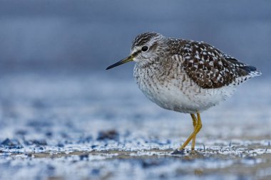 İlkbaharda sulak alanlarda çulluk (Tringa glareola).
