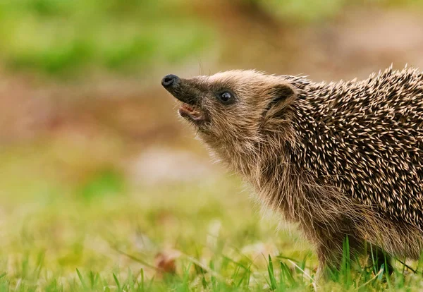 European Hedgehog Erinaceus Europaeus Closeup Sniffing Air Searching Food Spring — Stock Photo, Image