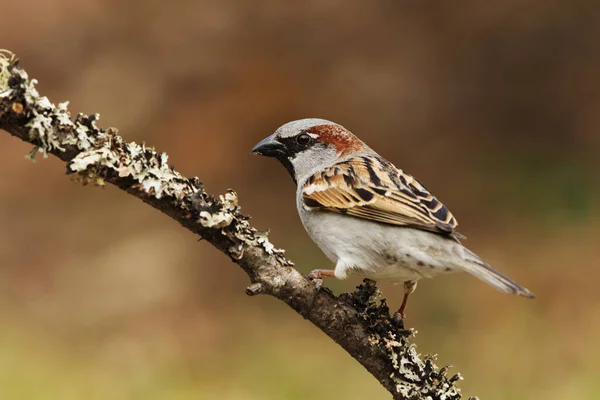 House Sparrow Passer Domesticus Male Sitting Branch Garden Spring — Stock Photo, Image