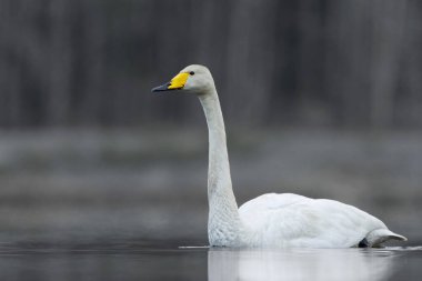 İlkbaharda sabah sisli gölde yüzen Kuğu (Cygnus cygnus).