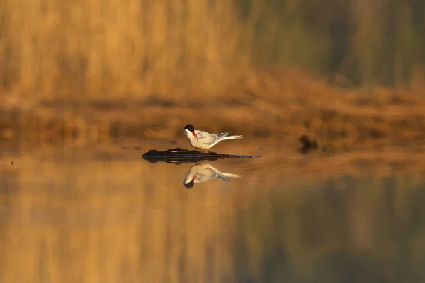 Arctic Tern Sterna Paradisaea Preening Wetlands Spring — Stock Photo, Image