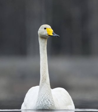 İlkbaharda sabah sisli gölde yüzen Kuğu (Cygnus cygnus).