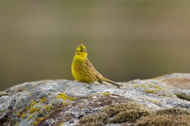 Sarı Çekiç (Emberiza citrinella) baharda bir kayanın üzerinde oturuyor..