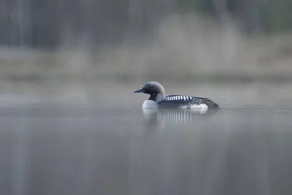 Black Throated Loon Arctic Loon Black Throated Diver Gavia Arctica — Stock Photo, Image