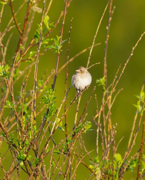Gewone Rosefinch Carpodacus Erythrinus Scharlaken Rosefinch Vrouwtje Het Voorjaar Wilgenboom — Stockfoto