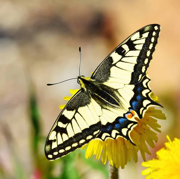 stock image Old World swallowtail or common yellow swallowtail (Papilio machaon) feeding on the dandelion in spring.