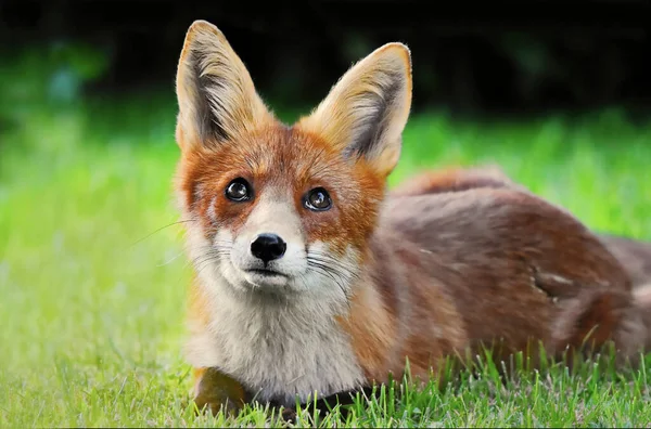 秋には芝に赤狐 が寝そべっている — ストック写真