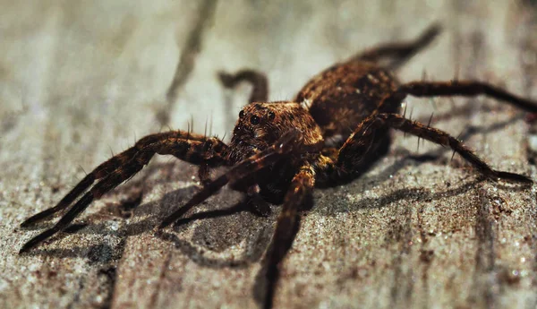 Acantholycosa Lignaria Ένα Είδος Αράχνης Λύκος Κοντά — Φωτογραφία Αρχείου