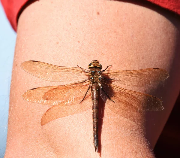 Brown Hawker Aeshna Grandis Dragonfly Resting Arm Autumn — Stock Photo, Image
