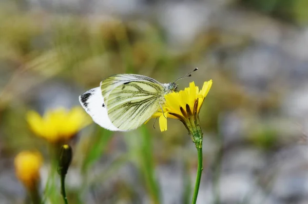 Green Veined White Pieris Napi Butterfly Flower Late Summer — Stock Photo, Image
