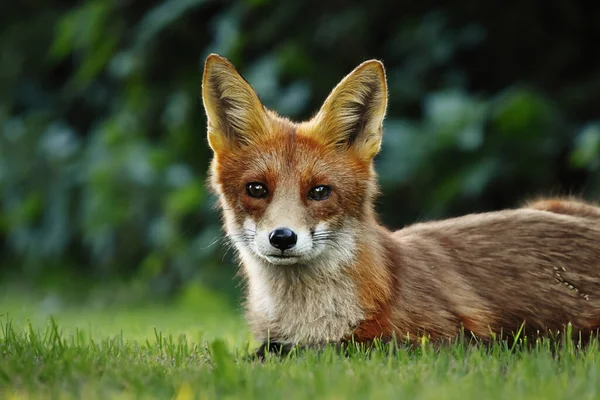 秋に草の上に寝そべっている赤狐 — ストック写真