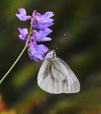 Sonbaharda mor bir çiçeğin üzerindeki yeşil damarlı beyaz kelebek..