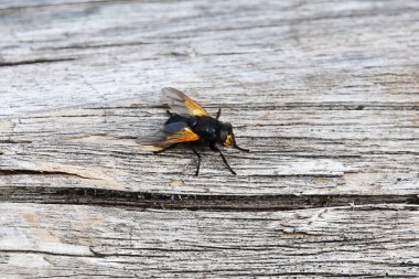 Mesembrina meridiana, bazen öğle sineği ya da öğlen uçuşu olarak bilinir..