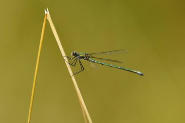 Zümrüt böceği ya da yaygın yayılma (Lestes sponsa) yaz sonlarında çimlerin üzerinde dinleniyor.