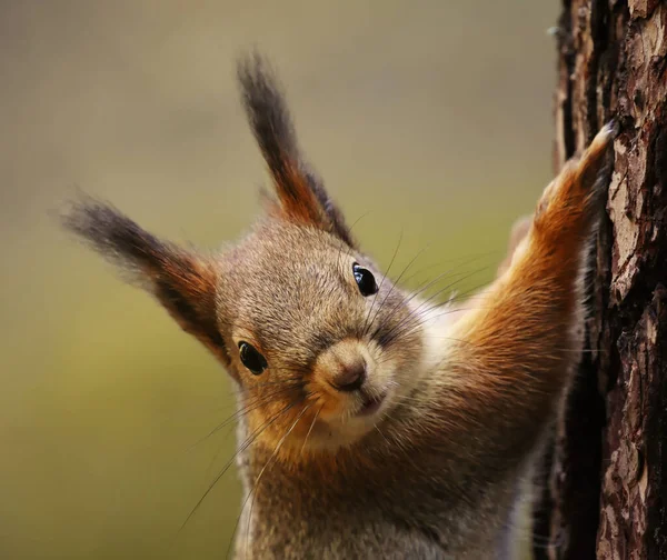 Kızıl sincap (Sciurus vulgaris) baharda bir ağaca yakın plan tırmanıyor..