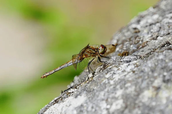 Vagrant Darter Sympetrum Vulgatum Dragonfly Resting Rock Late Summer — Stock Photo, Image