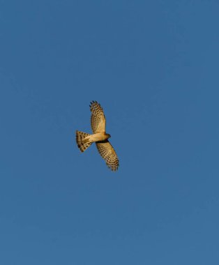 Yazın mavi gökyüzünde uçan Avrasya atmacası (Accipiter nisus).