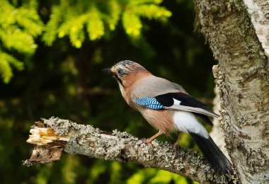 Avrasya alakargası (Garrulus glandarius) baharda bir ağaçta oturuyor.
