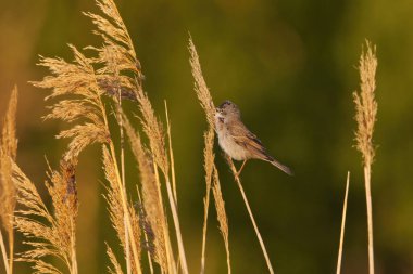 Yazın sazlıklarda şarkı söyleyen beyaz boğaz (Curruca Communis).